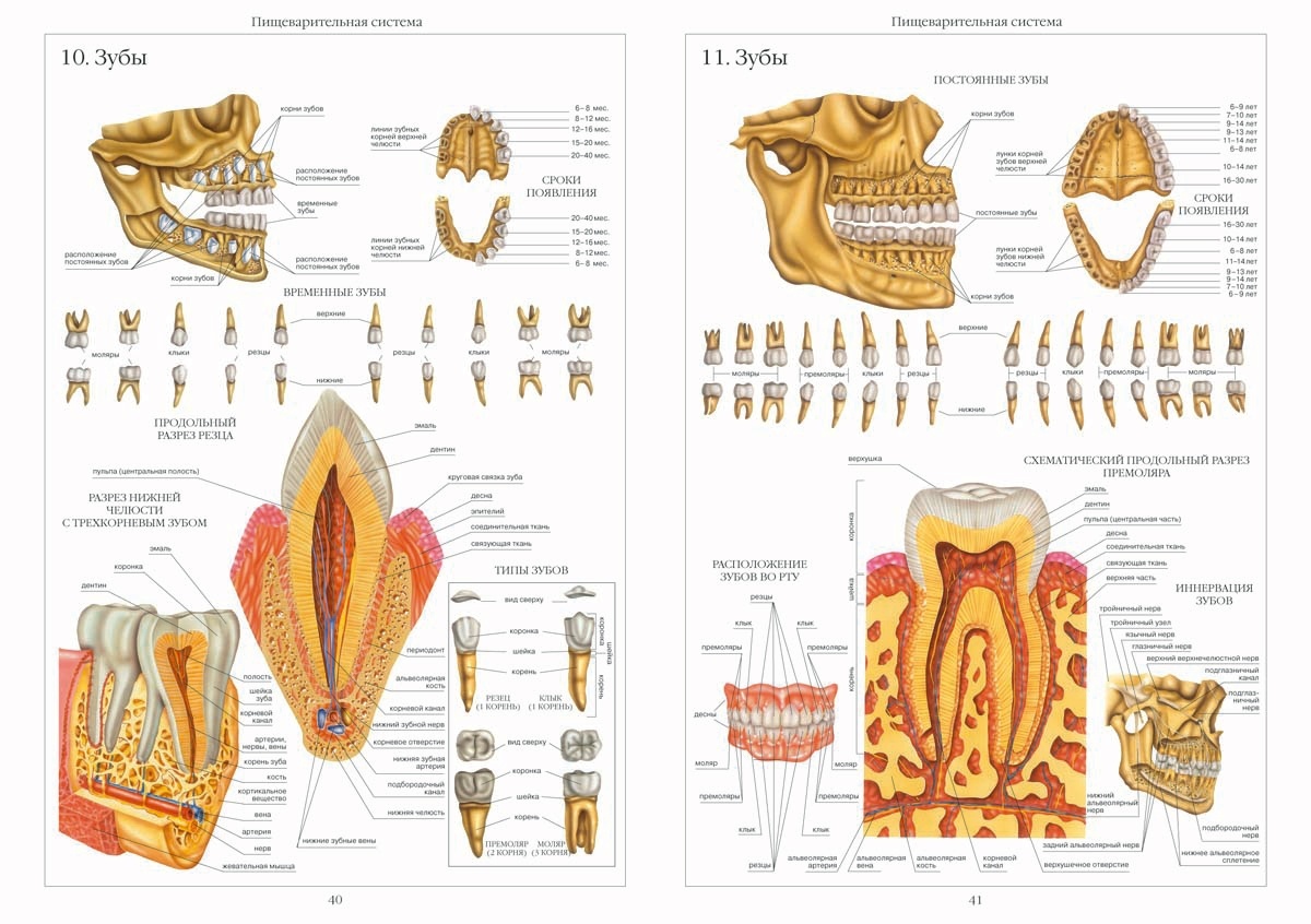 Строение коренного зуба человека схема фото